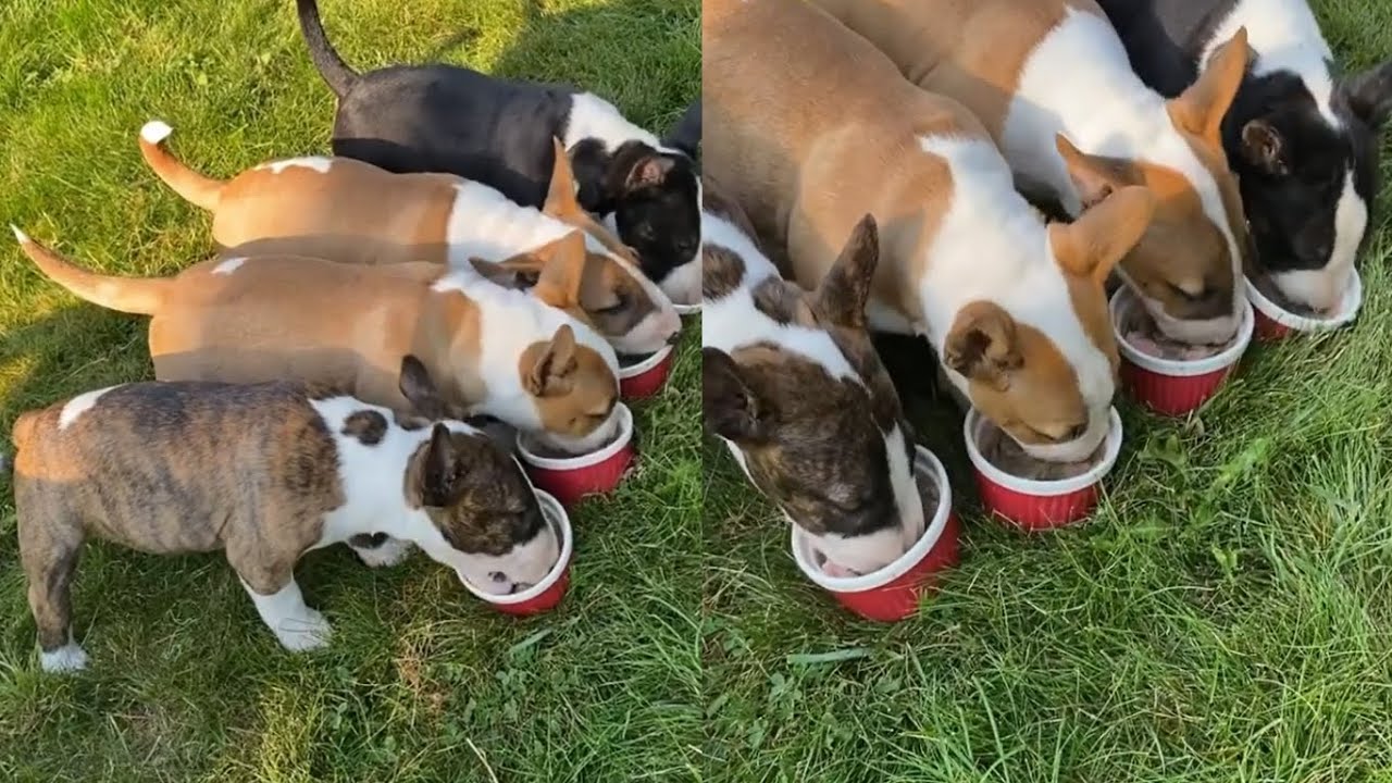 ENGLISH BULL TERRIERS EP.22| CUTE MOMENTS