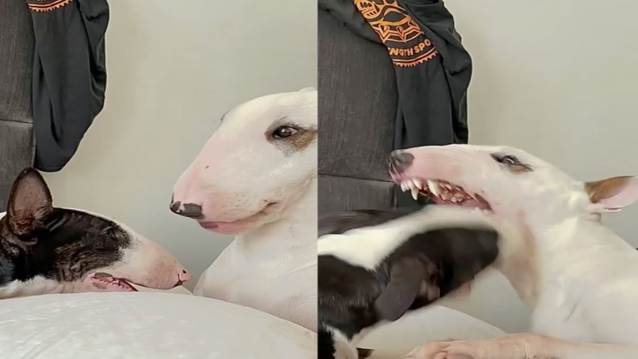ENGLISH BULL TERRIERS EP.25| CUTE MOMENTS