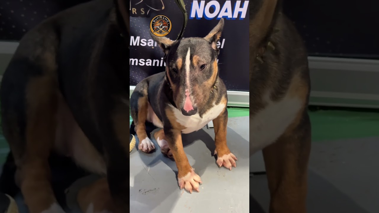 ENGLISH MINIATURE BULL TERRIER || SUPREMO eXo Pet #supremo #exo #pet #supremoexopet