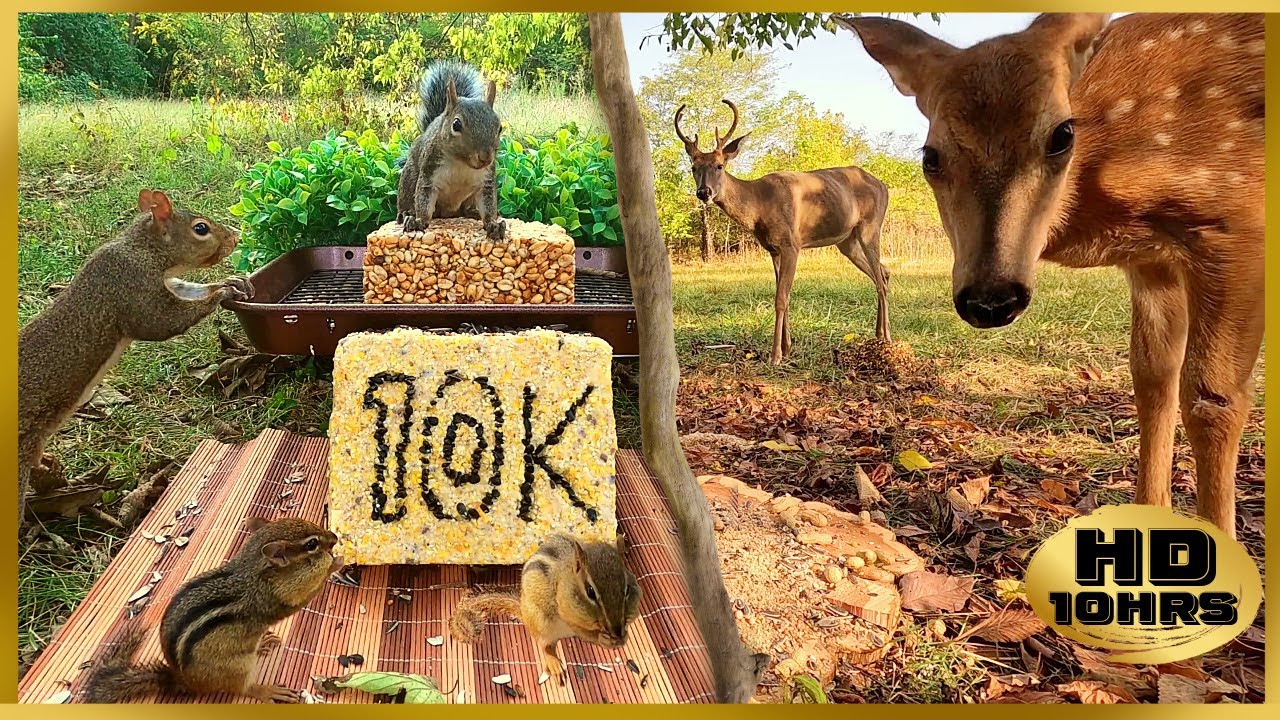 Entertain your Pets w/ Deer & Squirrels [No Mid-Roll Ads] Autumn/Fall Cat & Dog TV | 🍂🦌🐿️