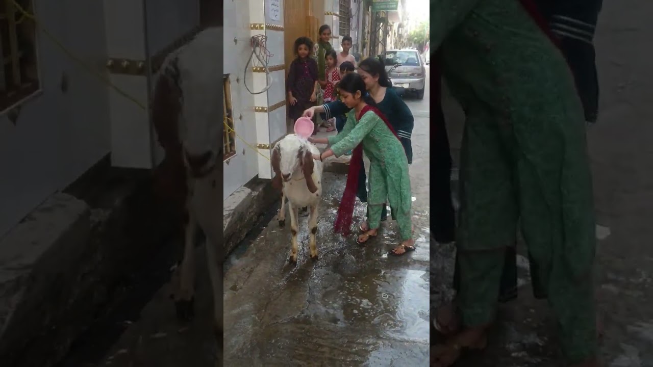 #entertaining #family #qurbani #eiduladha2023 #anabiyaanaya