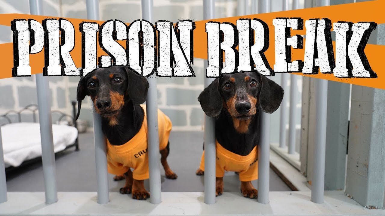 Ep 14: WIENER DOG PRISON BREAK! — (Funny Dogs Escaping Jail)