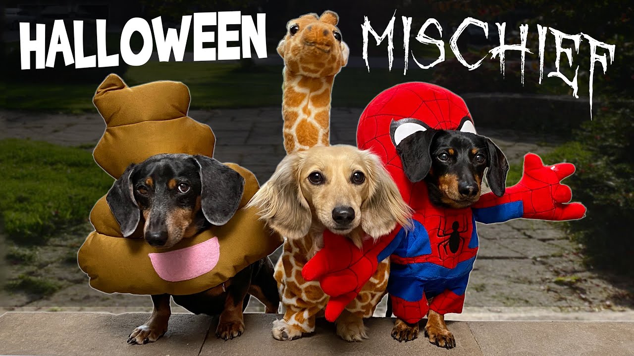 Ep 60: HALLOWEEN MISCHIEF — (Cute & Funny Dogs Go Trick or Treating)