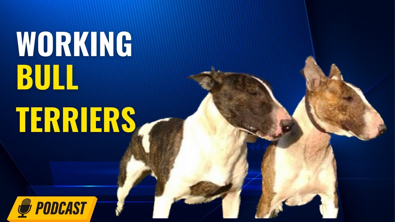 Episode 25: Working Bull Terriers - Jacob from Miranda Bullz in cooperation Vanell’s Kennel