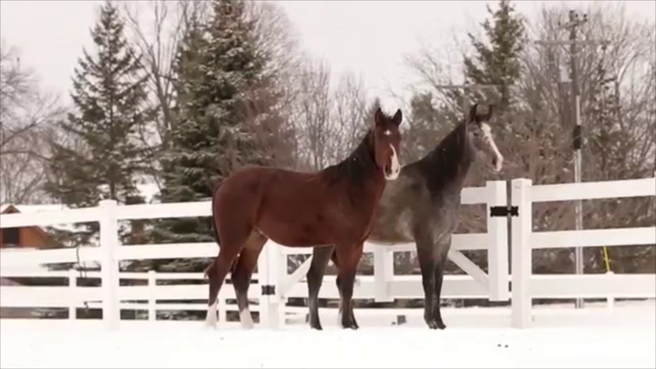 Equine music video || bottom of the river (bass boosted)
