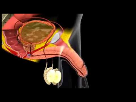 Erección y eyaculación masculina