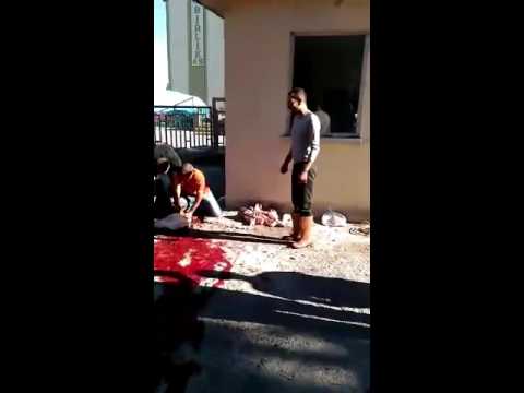 Erzurum ADEM KASABI kurban kesimi part 3
