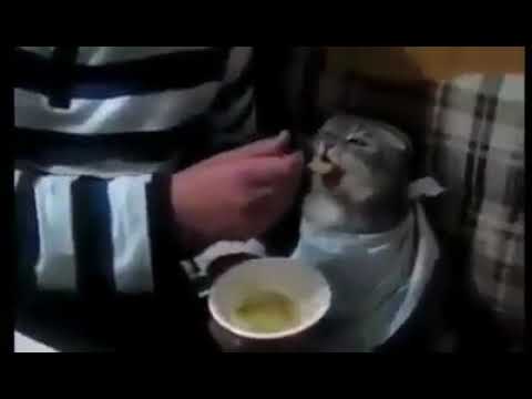 ERZURUMLU KEDİ MAMA YİYİR