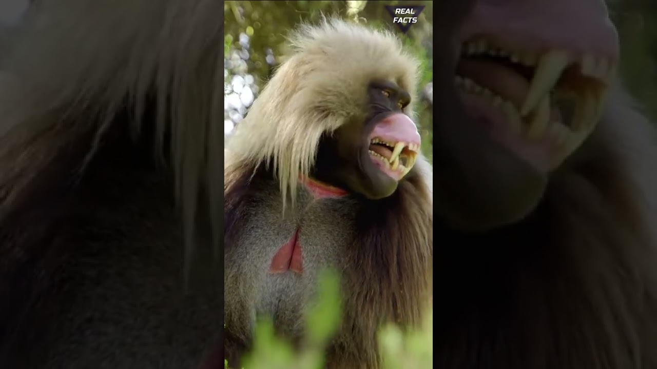 ¡Esta especie de primate está muy avanzada! 🐒⚡#Shorts