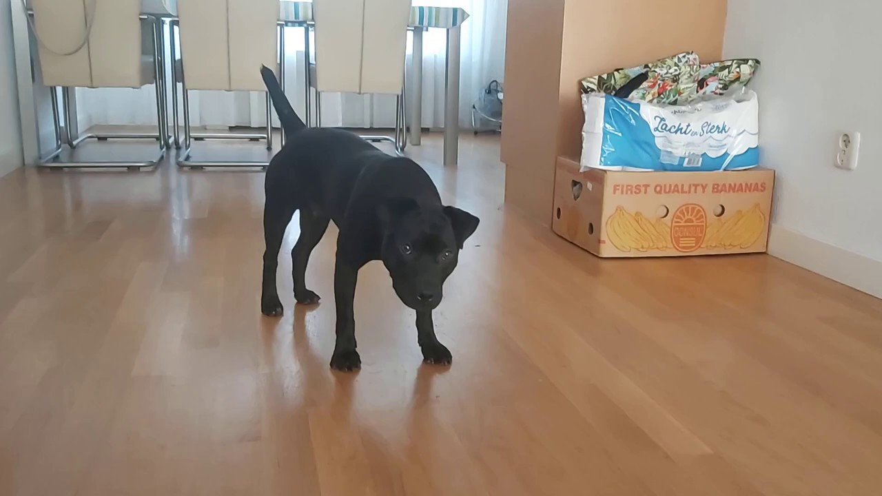 Estacado playtime and adult weigh-in 12.3 kg 12 month patterdale terrier male fell dog