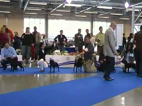 Euro Dog Show 2010-Females Junior class Staffbull