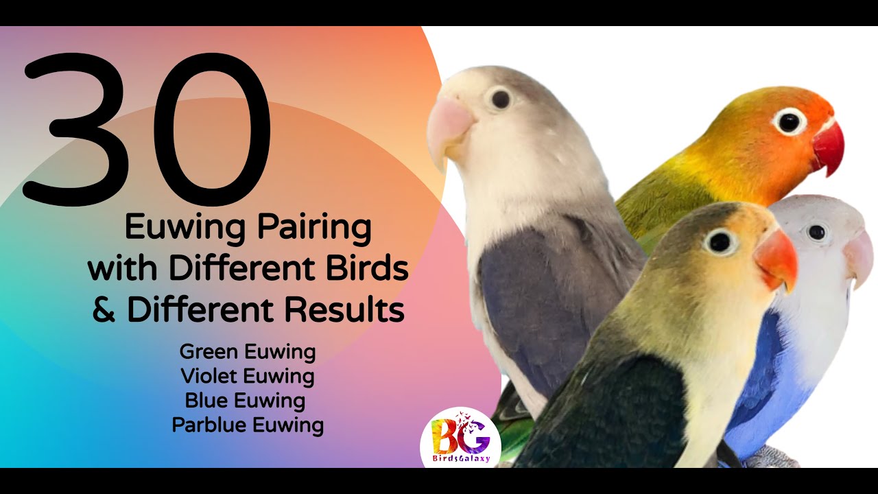 Euwing Mutation Basic Pairing | #Euwing #parblue #greenfischer #lovebirds #lovebirdspairing
