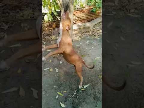 Eva - the grand champion ❤️ ( import ) | Pakistani bully | apbt | pitbull