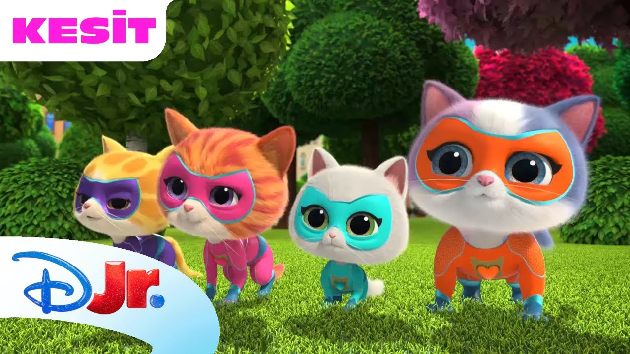 Evcil Hayvan Yarışı! | Süper Kediler | Disney Kids Türkiye