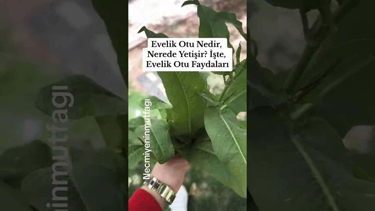 Evelik Otu Nedir, Nerede Yetişir? İşte, Evelik Otu Faydaları..,#pratikbilgiler #keşfet