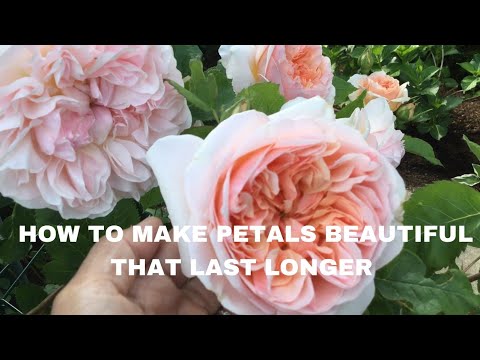 EVELYN ROSE || A MUST HAVE ROSE || REVIEW