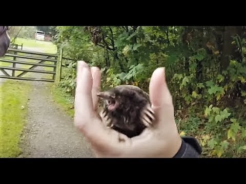 Ever wonder what sound a Mole makes?