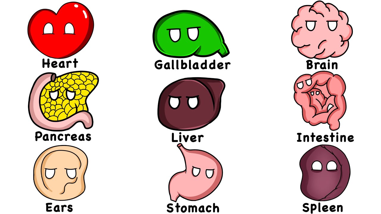 Every Human Organ Explained in 11 Minutes