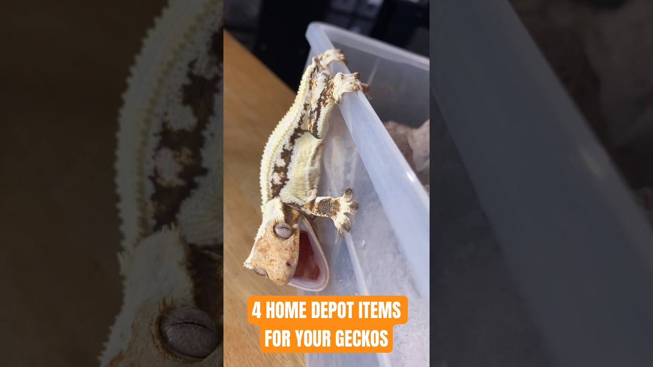 Everyday HOME DEPOT Items for Crested Geckos ✔️ #crestedgecko #reptiles #🦎 #reptilefamily