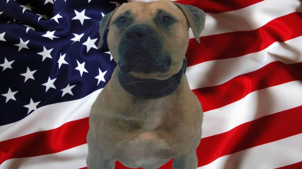 Everyone Can Have Mayday Dogs, But Only THE CHOSEN FEW Own The Elite Strains ◇ APBT