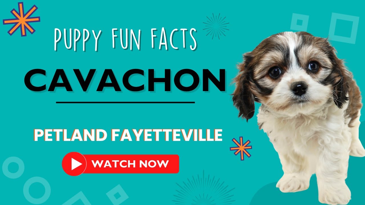Everything you need to know about Cavachon puppies!
