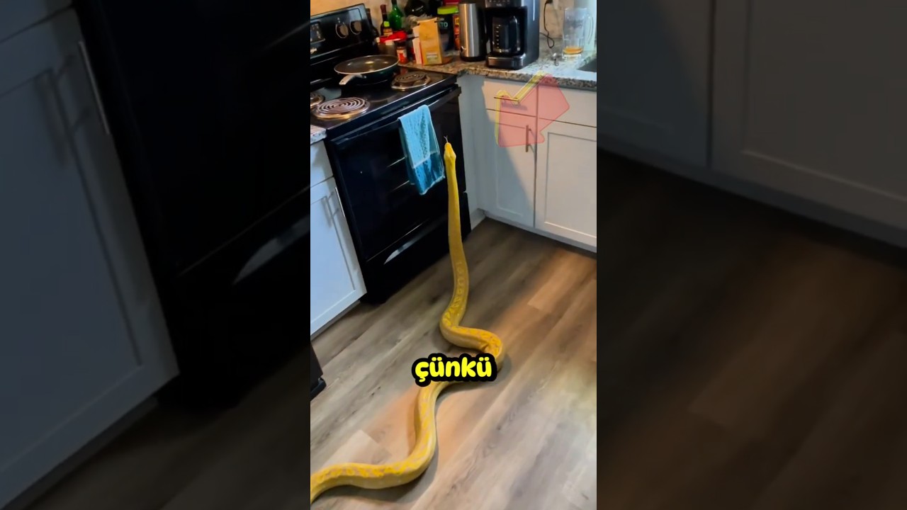Evine Yılan Giren Adam 🐍