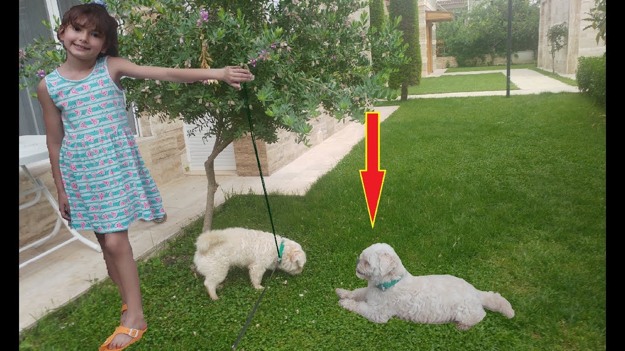 EVİMİZDE MİSAFİRİMİZ VAR. MİNİK KÖPEKCİK TEDY