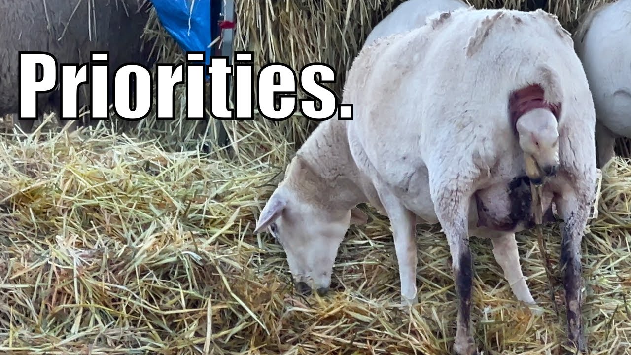 Ewe Can't Rush Fine Dining