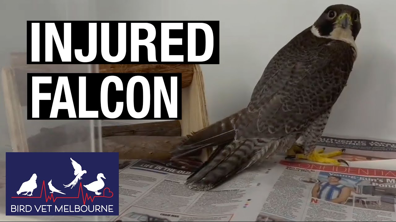 Examination of injured native brown falcon at Bird Vet Melbourne