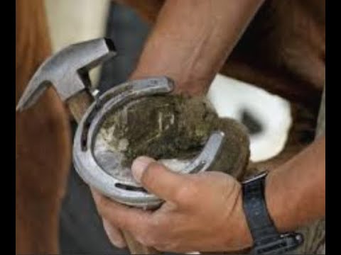 EXAMINING 🐎 HORSE SHOES #horseshoes #workhorses #teamofhorses #mennoniteneighbors
