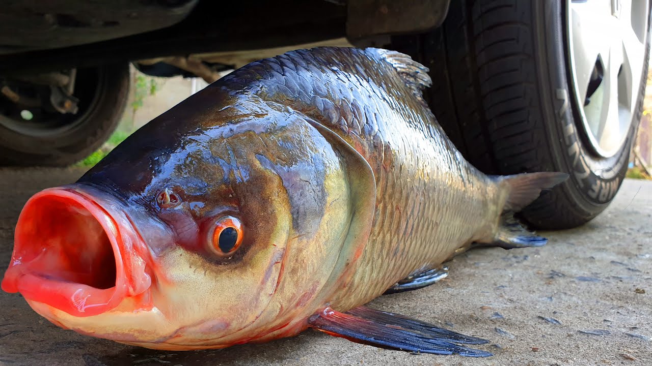 Experiment: Car vs Giant Fish - Crushing Crunchy & Soft Things by Car!