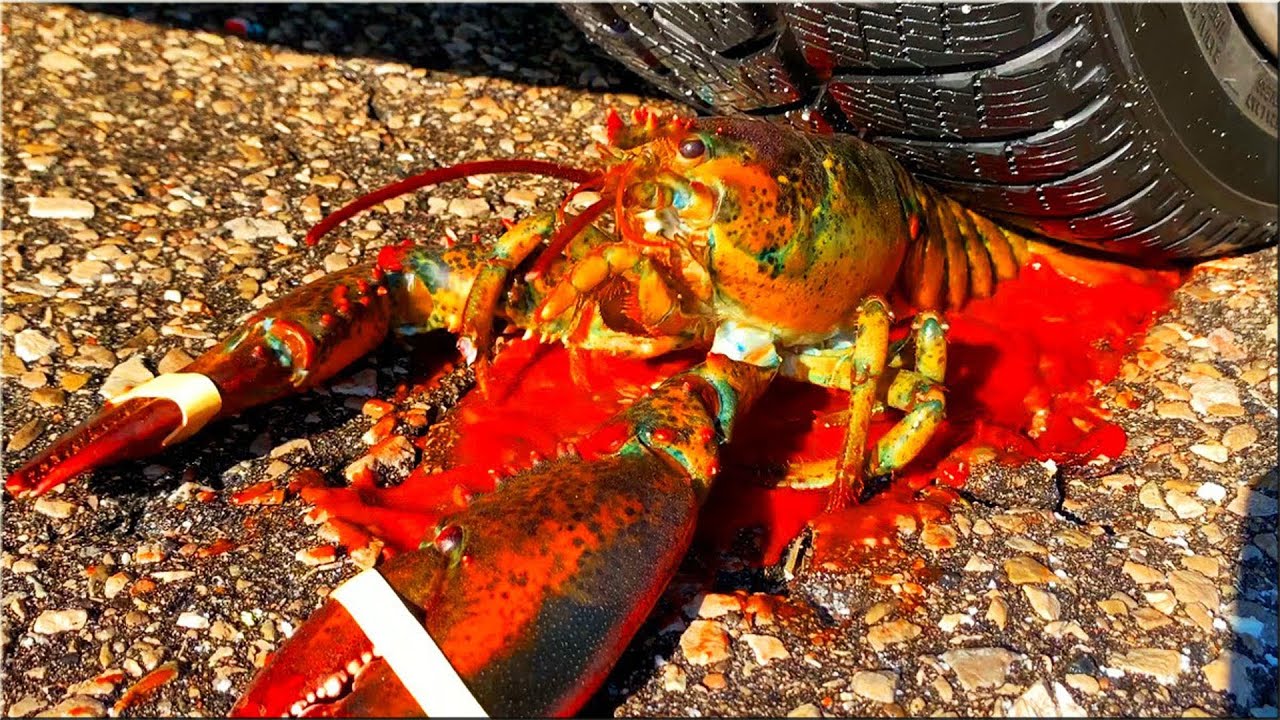 EXPERIMENT: Car vs Lobster, Crushing Crunchy & Soft Things by Car!