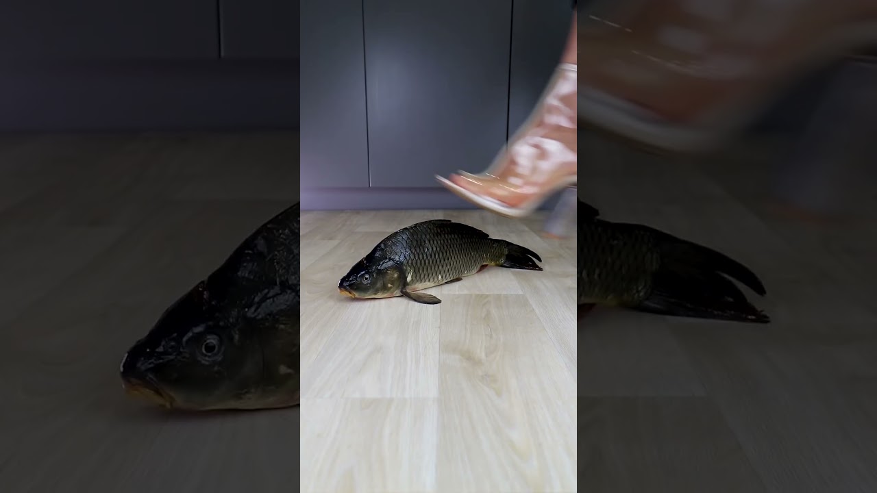Experiment High Heels vs Fish  Crushing Crunchy & Soft Things by Shoes! #Shorts