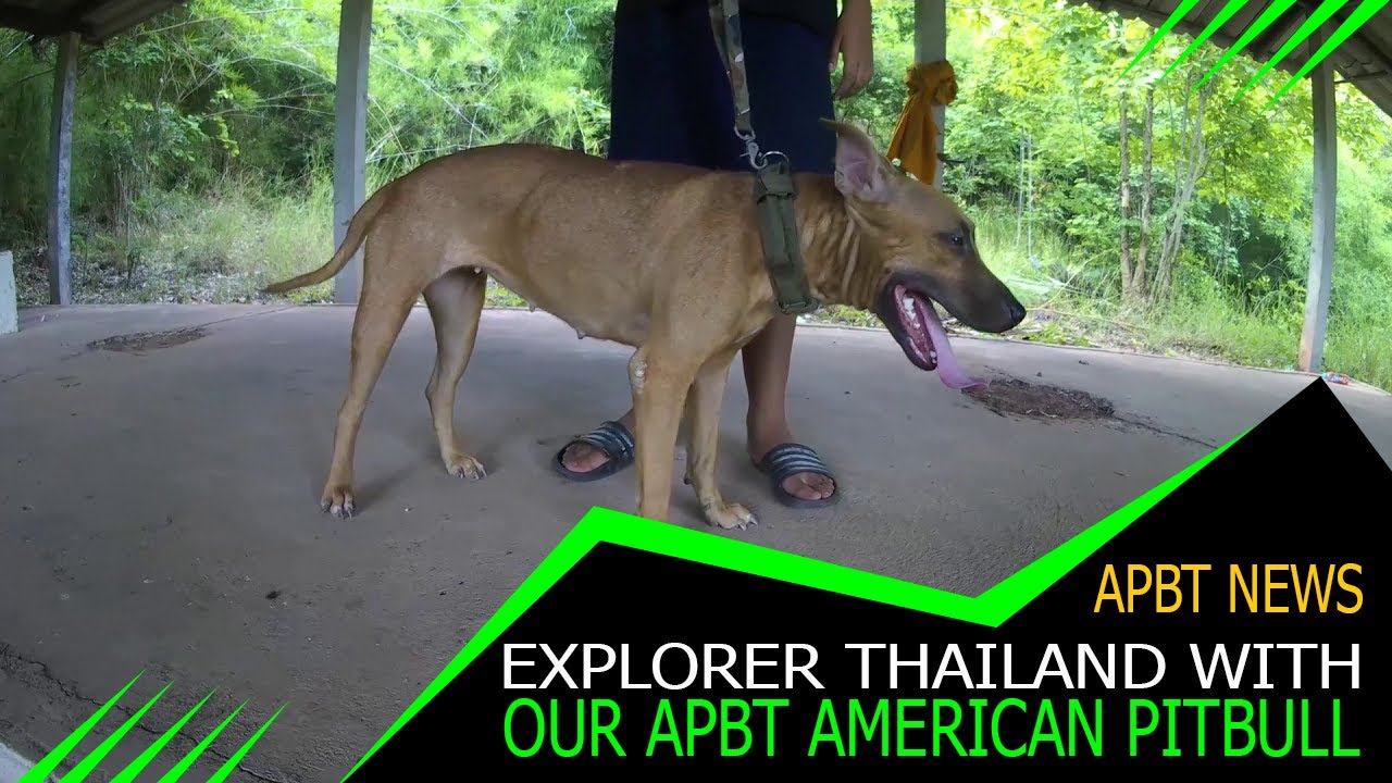 Explorer Thailand with our APBT American Pitbull