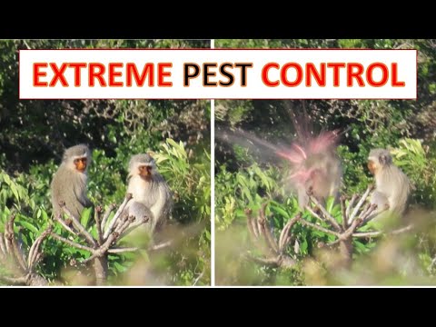 Extreme Pest Control