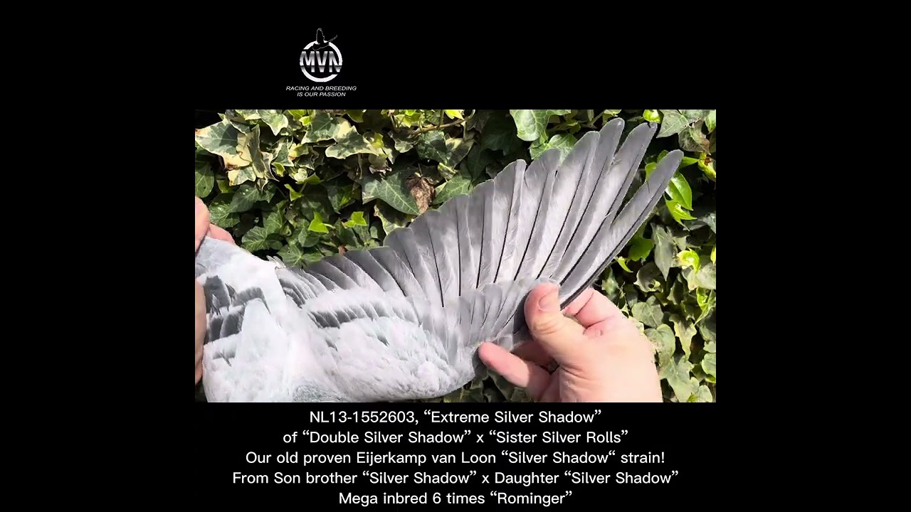 “Extreme Silver Shadow” www.mvn-pigeons.com