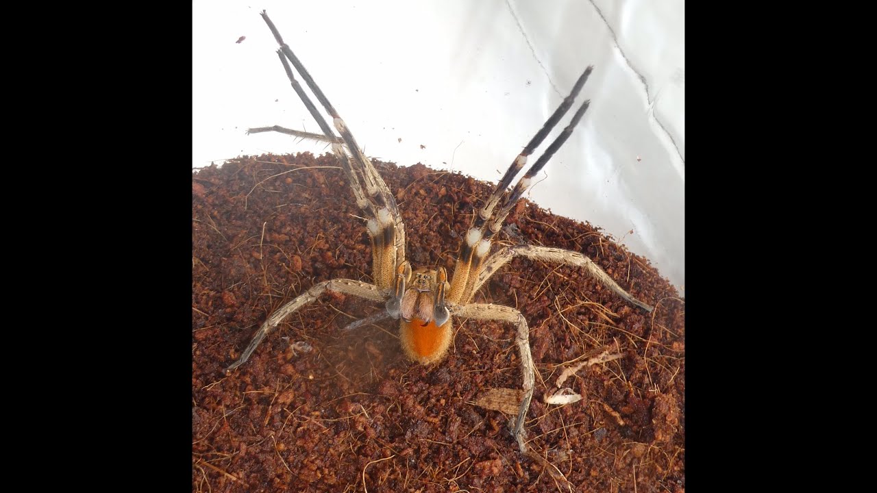 Extremely aggressive (#PhoneutriaNigriventer )#Brazilianwanderingspider ,striking out at me!