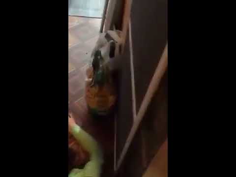 extremely drunk Periscope russian girl on a floor