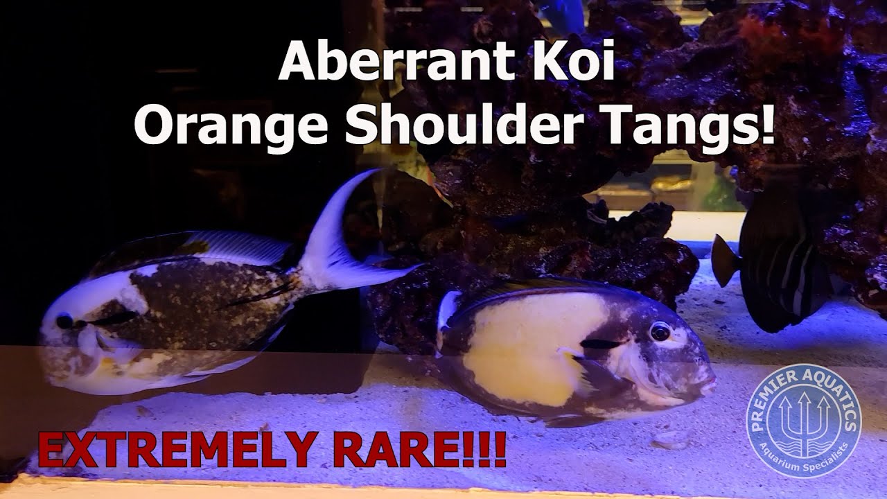 EXTREMELY RARE Aberrant Koi Orange Shoulder Tangs! Introducing Yin and Yang!
