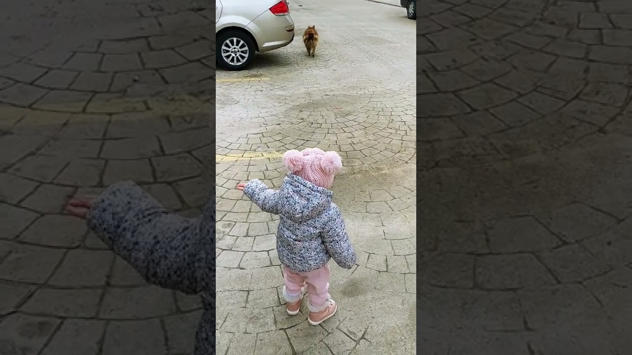 Eylül'ün köpek aşkı