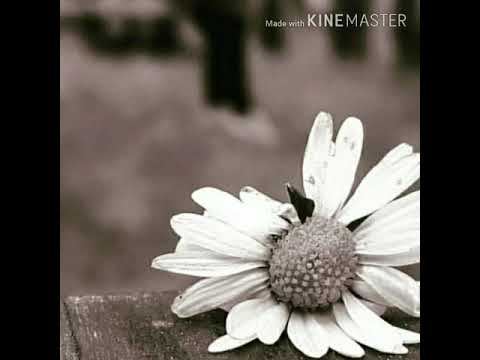 İfa edən- Aynur Ağayeva#azerbaycan #music#song   (Instagram-nur.agayeva.official)