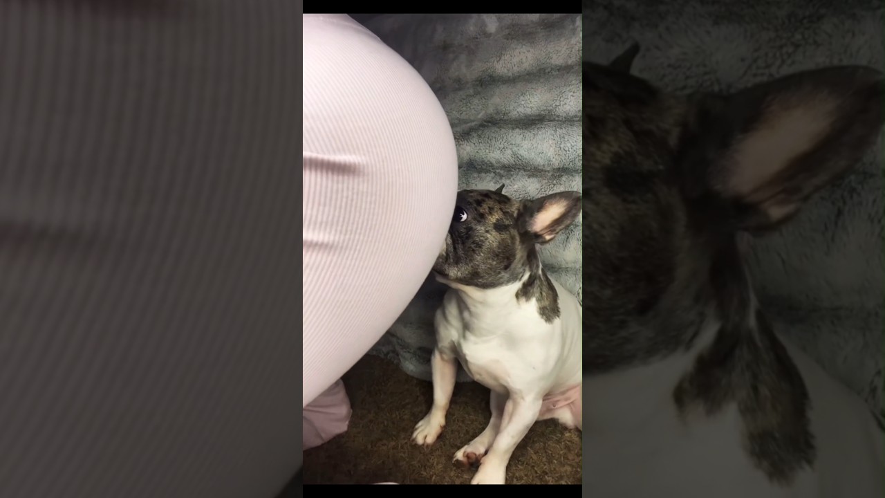 Face Farting my Dog pt.3 #facefart #fart #facesitting #dog #doglover #girlfartonface #girlfart