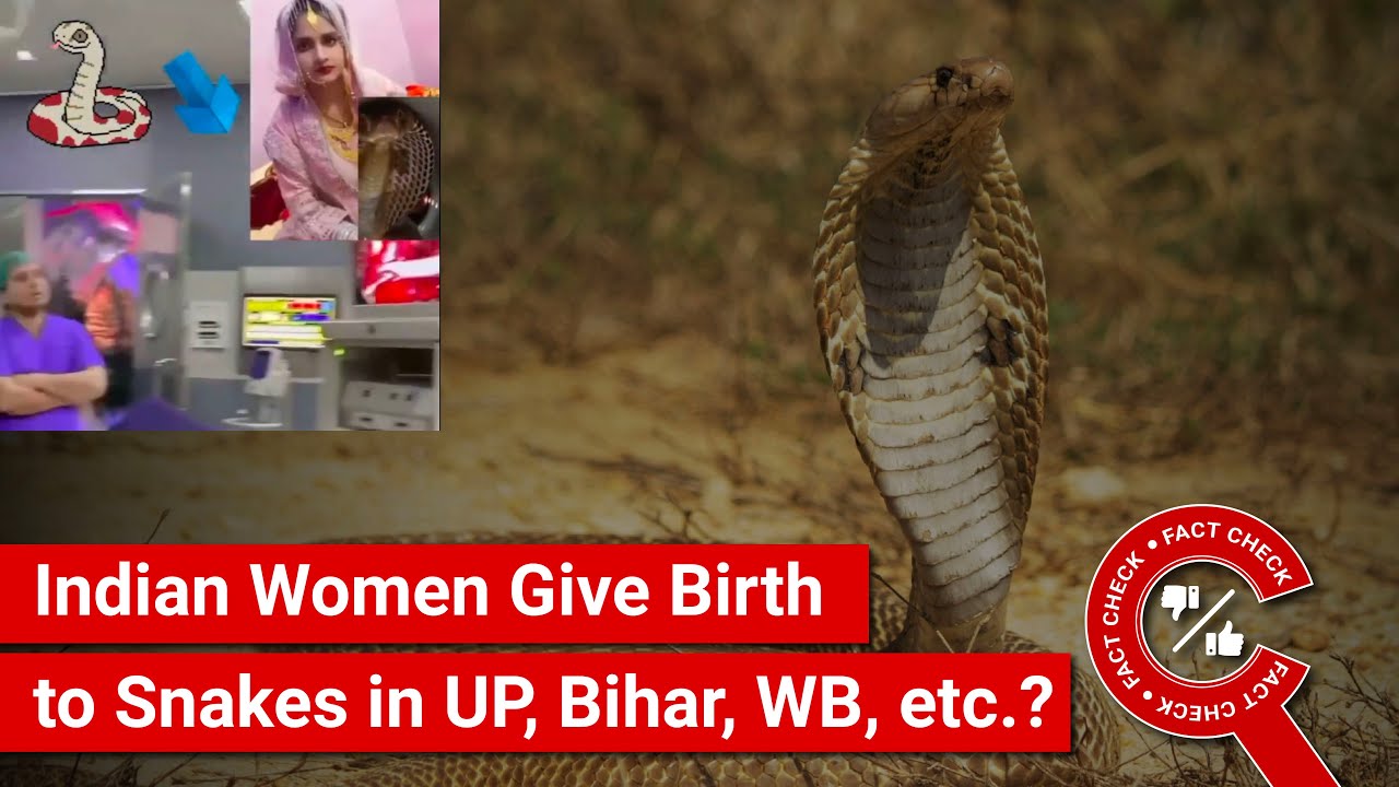 FACT CHECK: Viral Posts Show Proof of Indian Women Giving Birth to Snakes in UP, Bihar, WB, etc.?