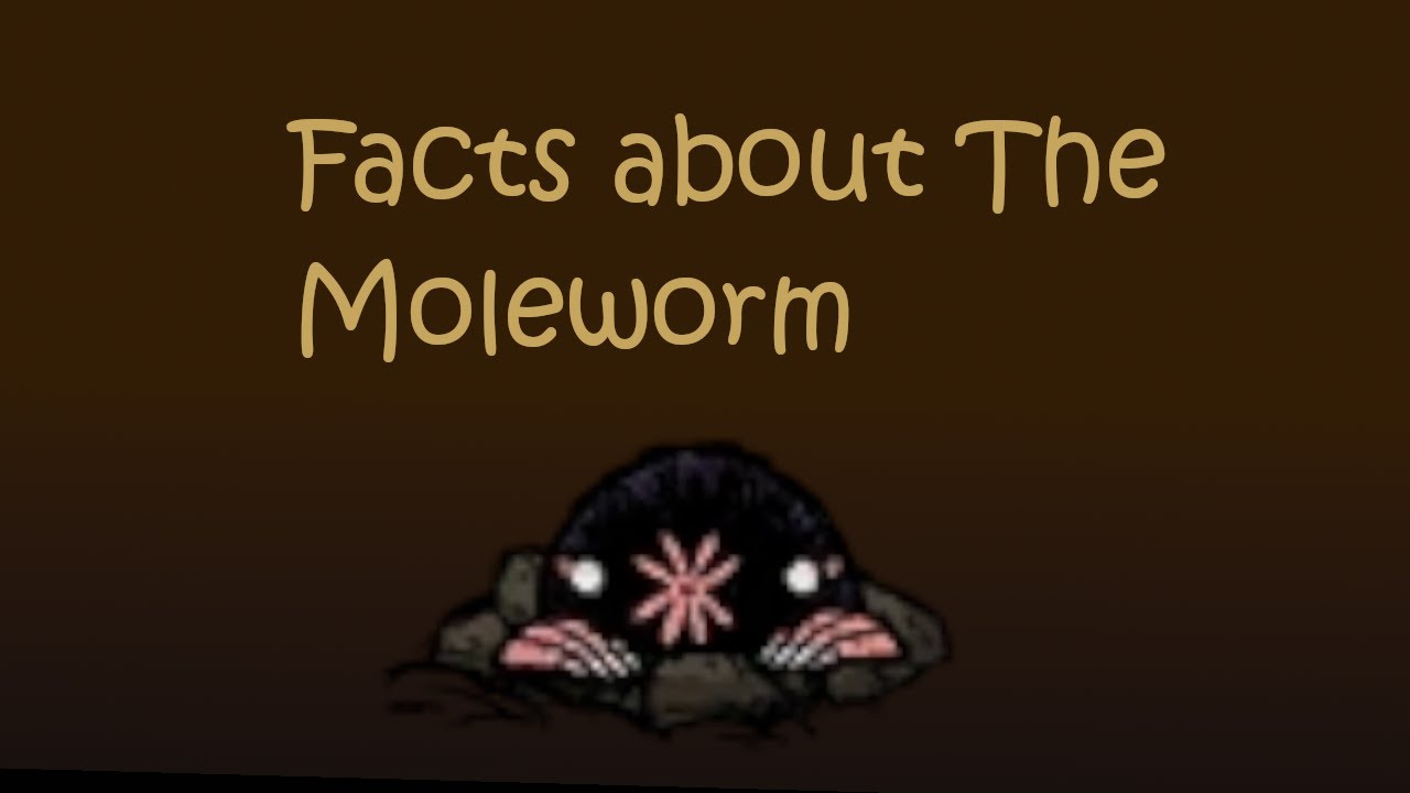 Facts about the moleworm DST