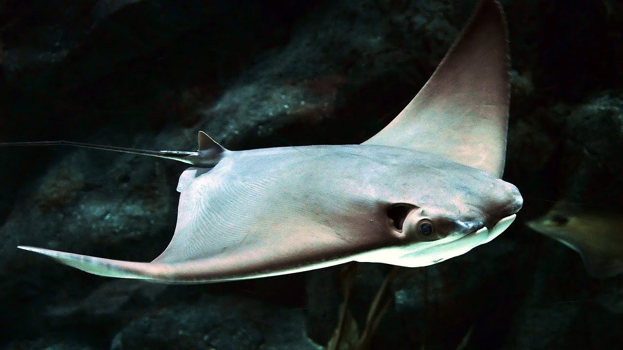 Facts: The Cownose Ray