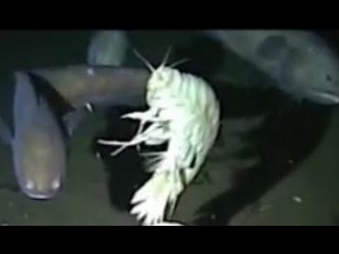 Facts: The Supergiant Amphipod (Alicella gigantea)
