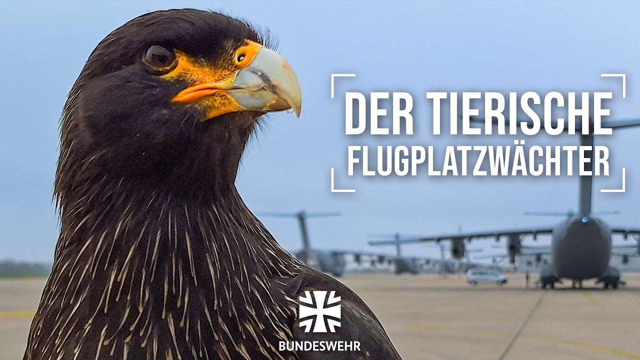 Falke vertreibt Wildvögel in Wunstorf | Bundeswehr