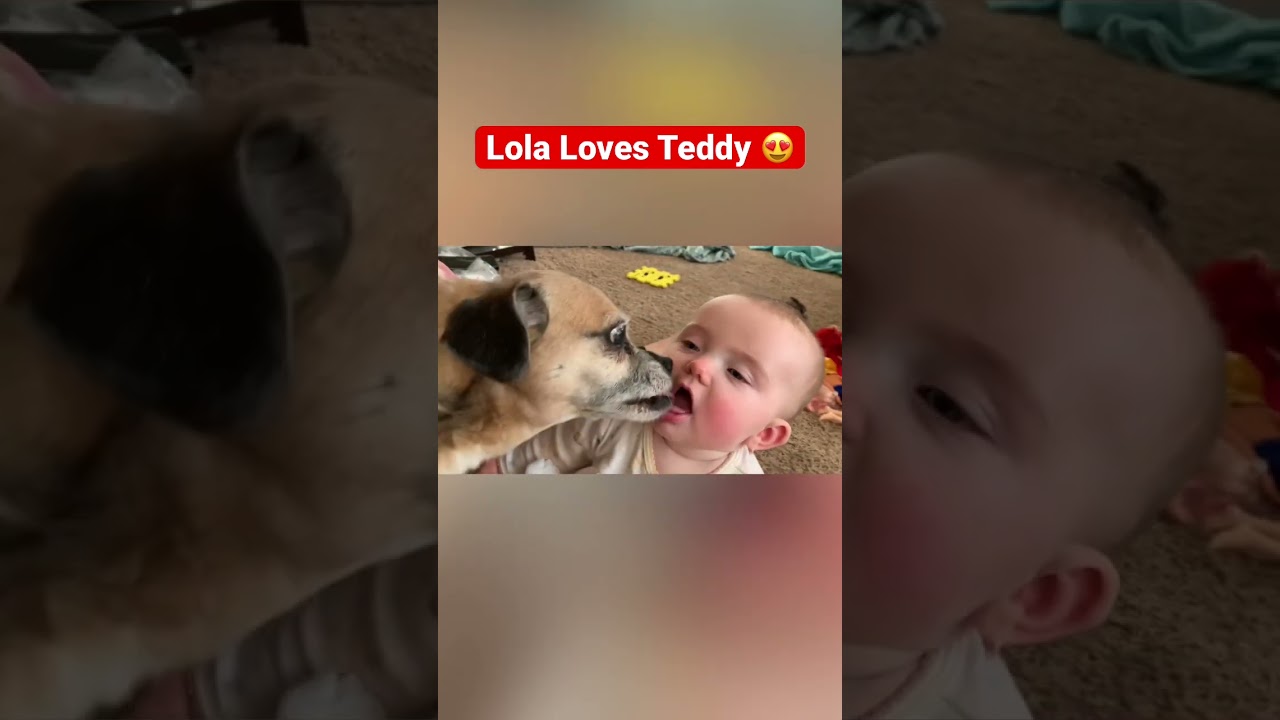 Family Dog 🐕 Lola Loves Giving Baby Teddy Kisses 😘. #shorts #funnybaby #funnypets