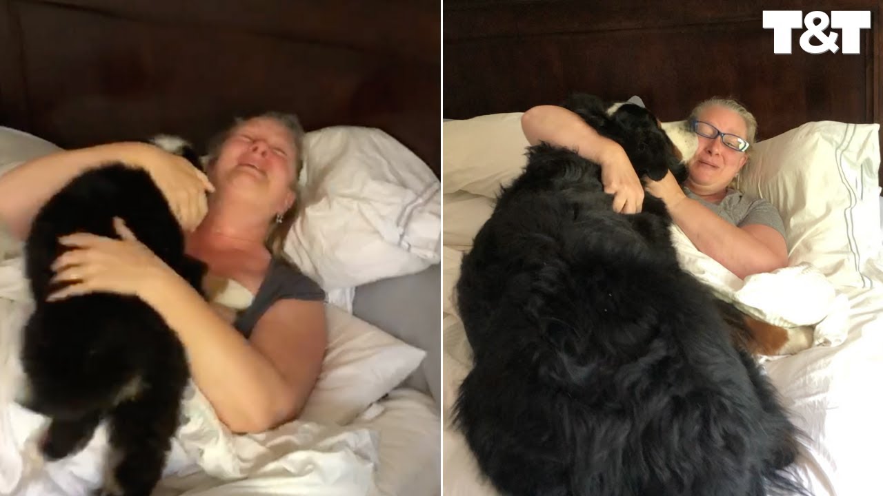 Family Recreate Mom's Puppy Surprise With 130 Pound Grown Up Dog