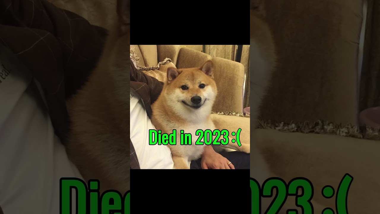 Famous Dog Memes (Then Vs Now) #memes #meme #dogmemes